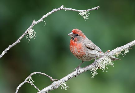 House Finch (Carpodacus mexicanus) photo