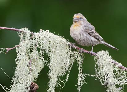 House Finch (Carpodacus mexicanus) photo