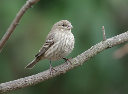 House Finch (Carpodacus mexicanus) photo