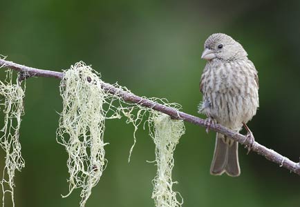 House Finch (Carpodacus mexicanus) photo