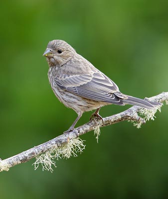 House Finch (Carpodacus mexicanus) photo