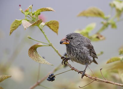 Medium Ground Finch (Geospiza fortis) photo