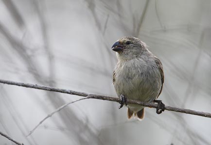 Medium Tree Finch (Camarhynchus pauper) photo image