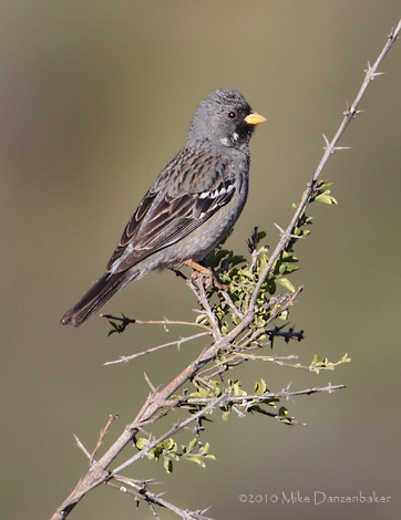 Mourning Sierra Finch (Phrygilus fruticeti) photo image