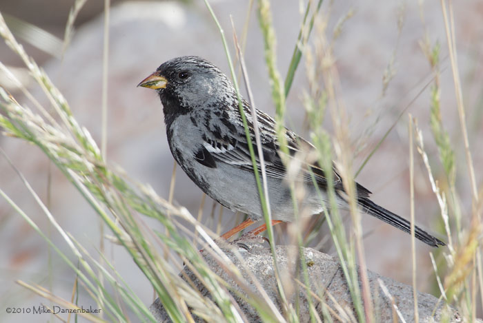 Mourning Sierra Finch (Phrygilus fruticeti) photo image