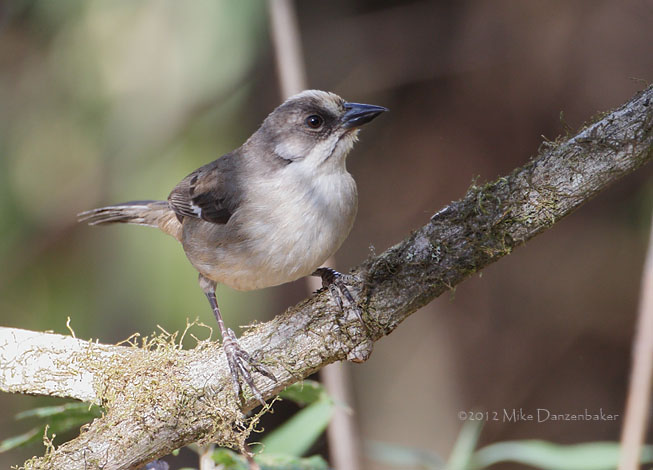 Pale-headed Brush-Finch (Atlapetes pallidiceps) photo image