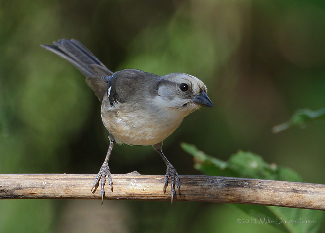 Pale-headed Brush-Finch (Atlapetes pallidiceps) photo image