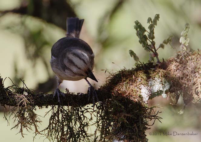 Pale-headed Brush-Finch (Atlapetes pallidiceps) photo image