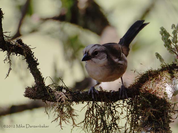 Pale-headed Brush-Finch (Atlapetes pallidiceps) photo image