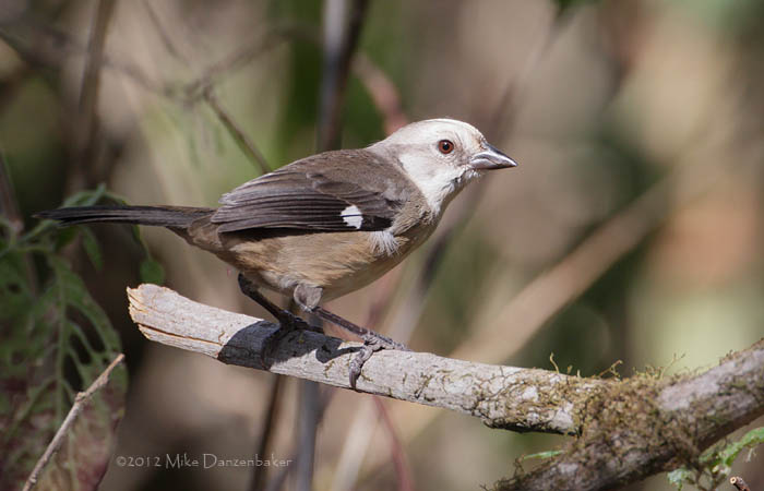 Pale-headed Brush-Finch (Atlapetes pallidiceps) photo image