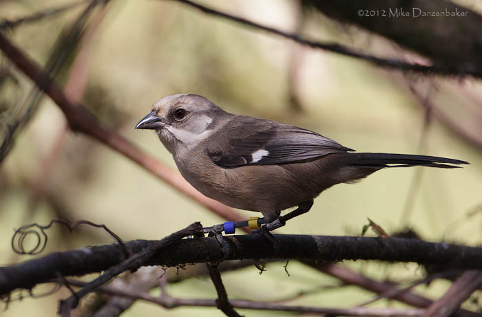 Pale-headed Brush-Finch (Atlapetes pallidiceps) photo image