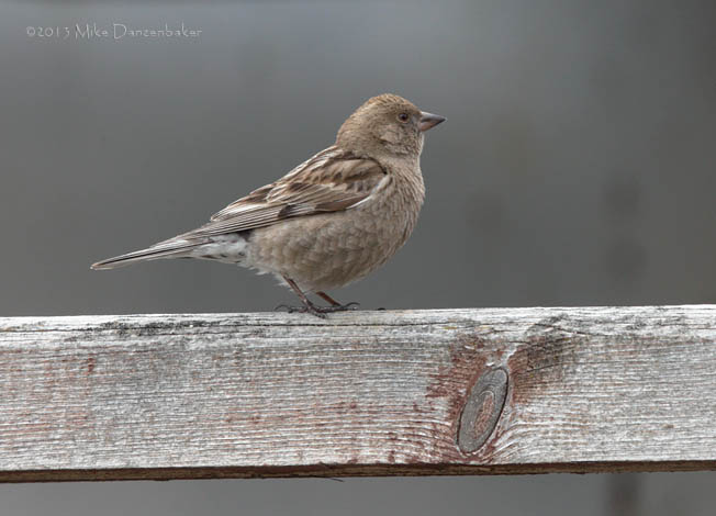 Plain Mountain Finch (Leucosticte nemoricola) photo