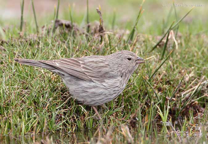 Plumbeous Sierra Finch (Phrygilus unicolor) photo