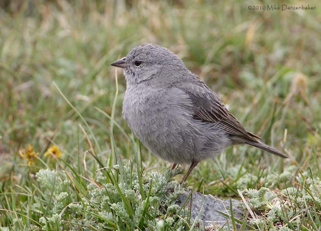 Plumbeous Sierra Finch (Phrygilus unicolor) photo