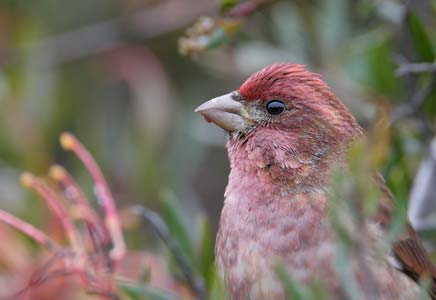 Purple Finch (Carpodacus purpureus) photo image