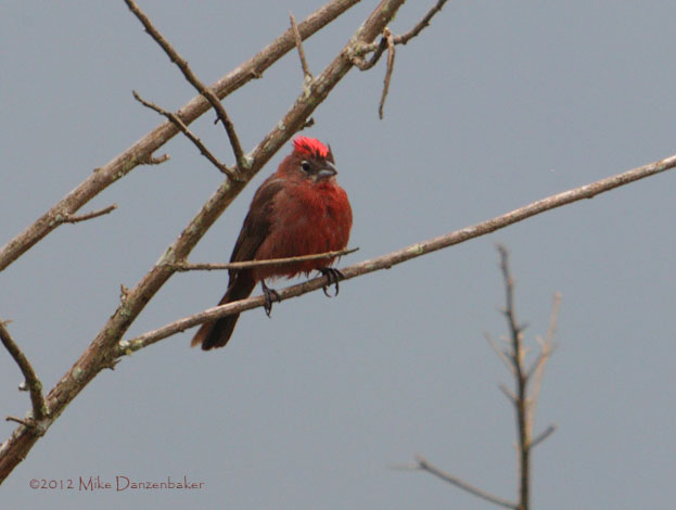 Red Pileated Finch (Coryphospingus cucullatus) photo image