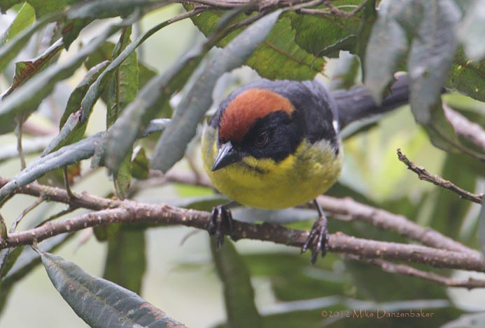Rufous-naped Brush-Finch (Atlapetes latinuchus) photo
