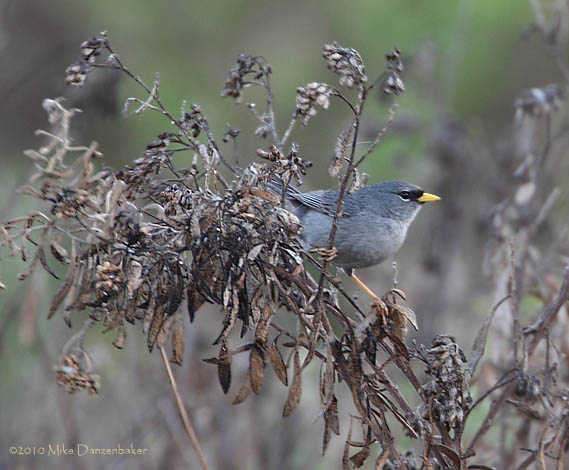 Slender-billed Finch (Xenospingus concolor) photo image