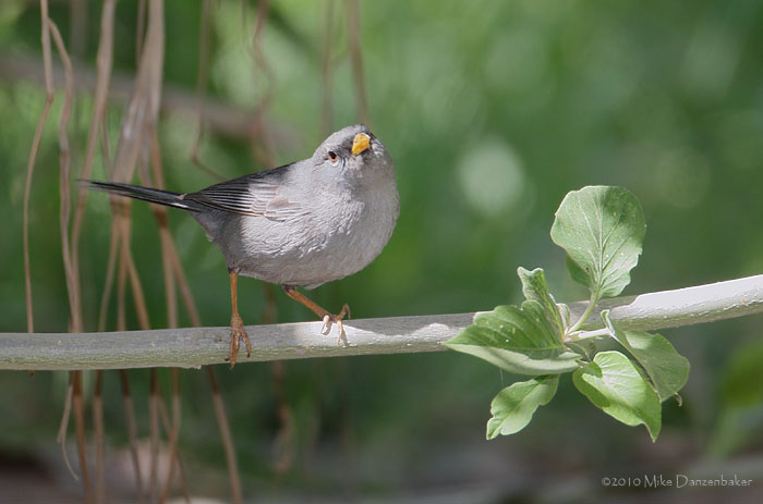 Slender-billed Finch (Xenospingus concolor) photo image