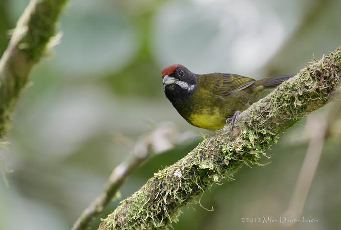 Sooty-faced Finch (Arremon crassirostris) photo image