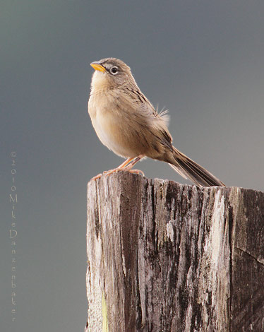 Wedge-tailed Grass Finch (Emberizoides herbicola) photo image