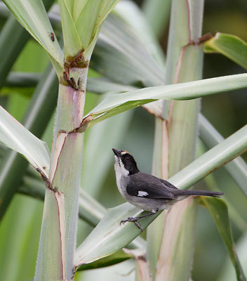 White-winged Brush-Finch (Atlapetes leucopterus) photo image