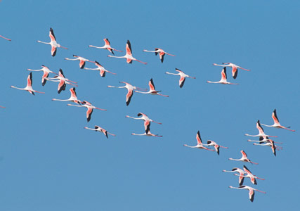 Greater Flamingo (Phoenicopterus roseus) photo image