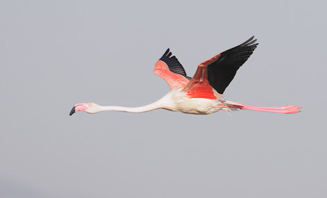 Greater Flamingo (Phoenicopterus roseus) photo image