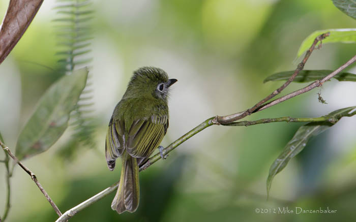 Eye-ringed Flatbill (Rhynchocyclus brevirostris) photo