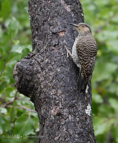 Chilean Flicker (Colaptes pitius) photo