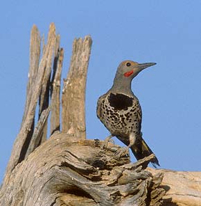 Gilded Flicker (Colaptes chrysoides) photo image