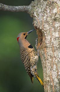 Northern Flicker (Colaptes auratus) photo image