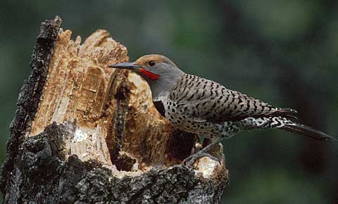 Northern Flicker (Colaptes auratus) photo image
