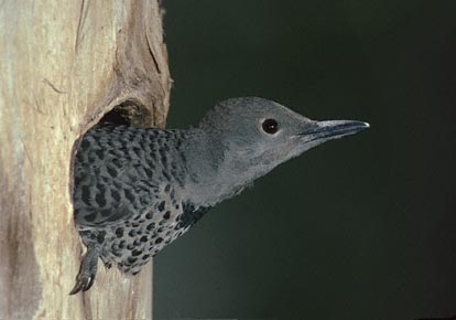 Northern Flicker (Colaptes auratus) photo image
