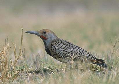 Northern Flicker (Colaptes auratus) photo image