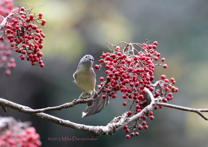 Grey-cheeked Fulvetta (Alcippe morrisonia) photo