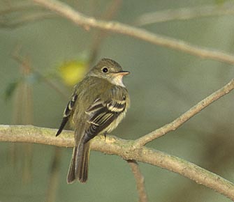 Acadian Flycatcher (Empidonax virescens) photo image