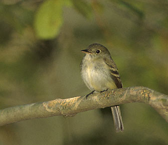 Acadian Flycatcher (Empidonax virescens) photo image