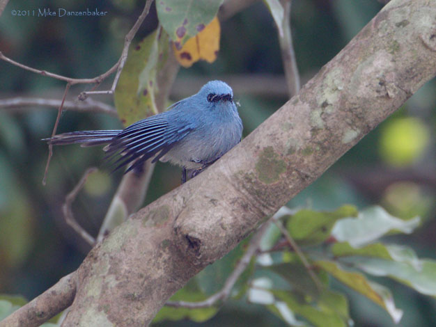 African Blue Flycatcher (Elminia longicauda) photo image