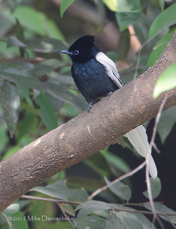 African Paradise Flycatcher (Terpsiphone viridis) photo image