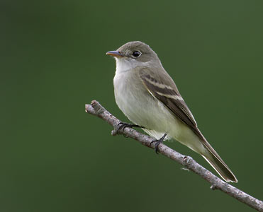 Alder Flycatcher (Empidonax alnorum) photo image