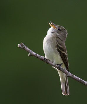 Alder Flycatcher (Empidonax alnorum) photo image