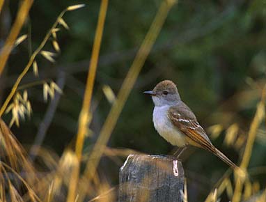 Ash-throated Flycatcher (Myiarchus cinerascens) photo image