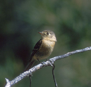 Buff-breasted Flycatcher (Empidonax fulvifrons) photo image
