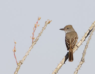 Brown-crested Flycatcher (Myiarchus tyrannulus) photo image