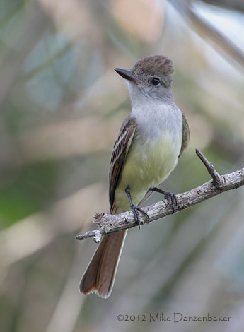 Brown-crested Flycatcher (Myiarchus tyrannulus) photo image