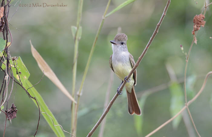 Brown-crested Flycatcher (Myiarchus tyrannulus) photo image