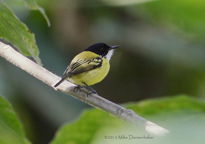 Black-headed Tody-Flycatcher (Todirostrum nigriceps) photo image