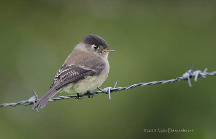 Black-capped Flycatcher (Empidonax atriceps) photo