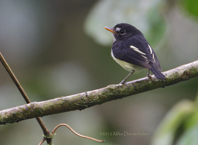 Black-and-white Tody-Flycatcher (Poecilotriccus capitalis) photo image